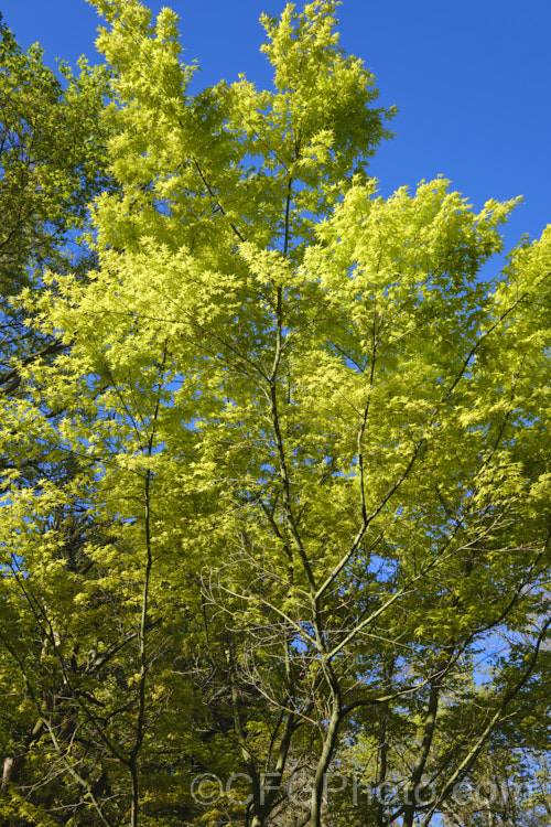 The spring foliage of the Full Moon Maple (<i>Acer shirasawanum</i> 'Aureum' [syn. <i>Acer japonicum</i> 'Aureum']), a German-raised cultivar from 1888 with distinctively shaped and coloured foliage — lime green when young turning to yellow. Sapindaceae. Order: Sapindales, Family: Sapindaceae