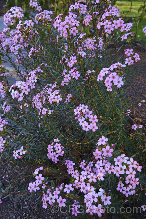 Anysbuchu or Klipsisssie (<i>Adenandra fragrans</i>), a 40-50 high, evergreen, spring-flowering shrub native to South Africa. Despite the specific name, it does not have much fragrance, just a very delicate prettiness. Order: Sapindales, Family: Rutaceae