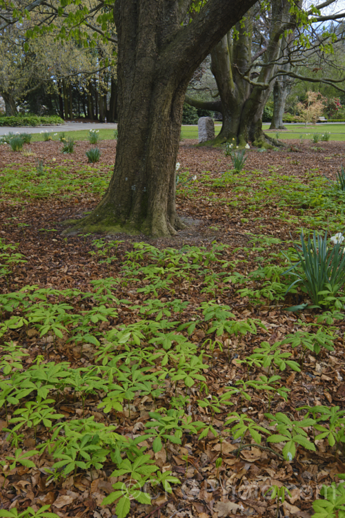 Seedlings of Horse Chestnut (<i>Aesculus hippocastanum</i>) under an established tree, appearing in spring from the fallen autumnal seeds. This 15-25m tall species from Greece, Albania and Bulgaria is a deciduous tree with impressive spring-borne flowers that develop into spiky fruiting bodies, each containing two or three hard nuts. Order Sapindales, Family: Sapindaceae