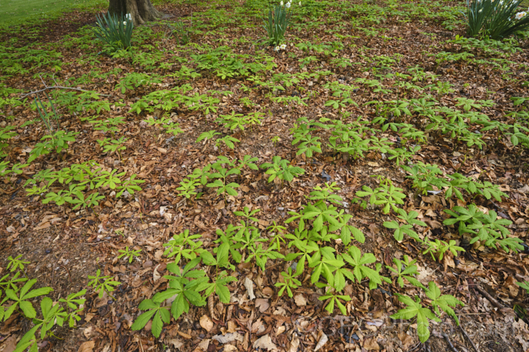 Seedlings of Horse Chestnut (<i>Aesculus hippocastanum</i>) under an established tree, appearing in spring from the fallen autumnal seeds. This 15-25m tall species from Greece, Albania and Bulgaria is a deciduous tree with impressive spring-borne flowers that develop into spiky fruiting bodies, each containing two or three hard nuts. Order Sapindales, Family: Sapindaceae