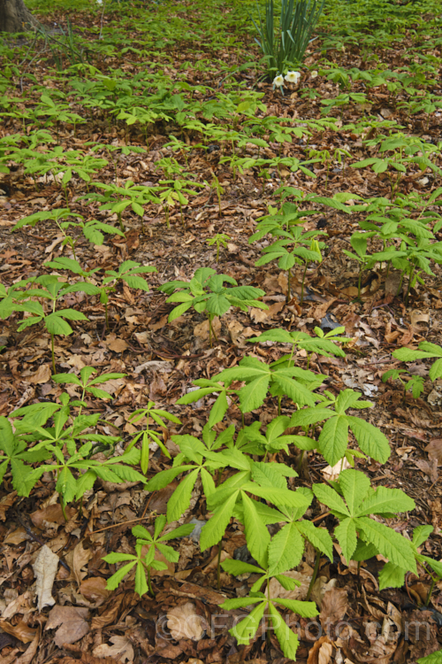 Seedlings of Horse Chestnut (<i>Aesculus hippocastanum</i>) under an established tree, appearing in spring from the fallen autumnal seeds. This 15-25m tall species from Greece, Albania and Bulgaria is a deciduous tree with impressive spring-borne flowers that develop into spiky fruiting bodies, each containing two or three hard nuts. Order Sapindales, Family: Sapindaceae