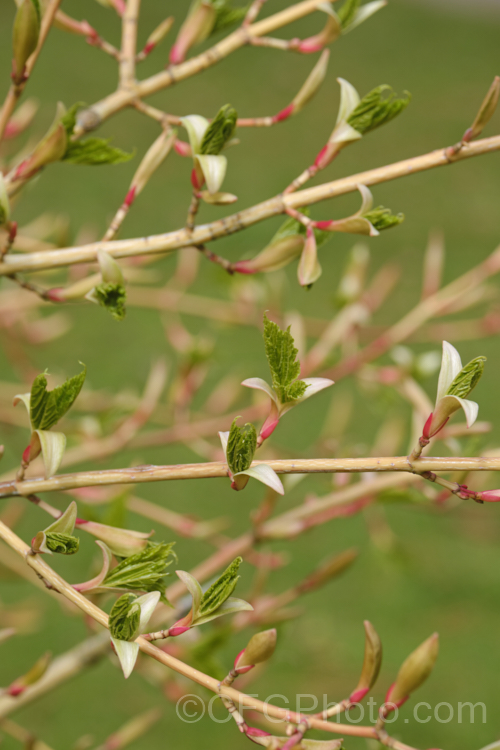 The spring growth of <i>Acer capillipes</i>, showing the new leaves emerging from a pair of distinctively pale bud scales. This 10-13m tall deciduous tree is native to Japan. It has pale-striped, green bark and is therefore commonly known as one of the snakebark maples. The stems are red-tinted when young and the petioles are also reddish, with the whole leaf developing gold to red tones in autumn. Order: Sapindales, Family: Sapindaceae