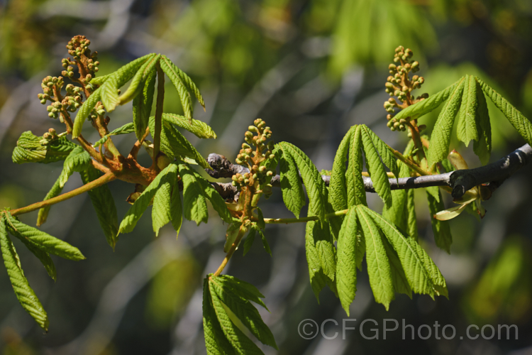 The young spring growth and flower buds of the Horse Chestnut (<i>Aesculus hippocastanum</i>). This 15-25m tall species from Greece, Albania and Bulgaria is a deciduous tree with impressive spring-borne flowers that develop into spiky fruiting bodies, each containing two or three hard nuts. Order Sapindales, Family: Sapindaceae