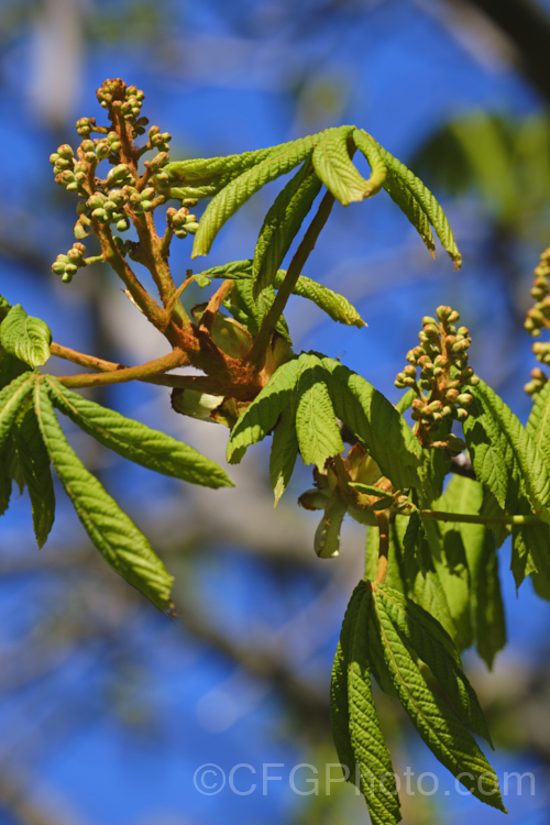 The young spring growth and flower buds of the Horse Chestnut (<i>Aesculus hippocastanum</i>). This 15-25m tall species from Greece, Albania and Bulgaria is a deciduous tree with impressive spring-borne flowers that develop into spiky fruiting bodies, each containing two or three hard nuts. Order Sapindales, Family: Sapindaceae