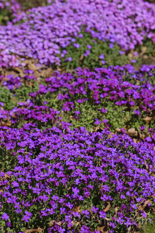 Aubretia (<i>Aubrieta deltoidea</i>), a perennial native of the Aegean region. Sometimes grown as a bedding annual, it is also widely grown as a rockery plant and is ideal for spilling over rock walls and growing in the cracks in stone paving. Note the difference in the spelling of the common name aubretia and the proper name. Aubrieta. brassica-1991htm'>Brassica. .