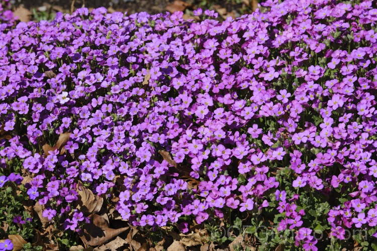 Aubretia (<i>Aubrieta deltoidea</i>), a perennial native of the Aegean region. Sometimes grown as a bedding annual, it is also widely grown as a rockery plant and is ideal for spilling over rock walls and growing in the cracks in stone paving. Note the difference in the spelling of the common name aubretia and the proper name. Aubrieta. brassica-1991htm'>Brassica. .