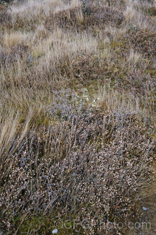 Mountain Heath (<i>Acrothamnus colensoi</i> [syns. <i>Leucopogon colensoi</i>, <i>Leucopogon suaveolens</i>, <i>Cyathodes colensoi</i>]), a New Zealand alpine, evergreen, summer-blooming, often near-prostrate shrub with small white flowers followed by red or sometimes white or pink berries. Order: Ericales, Family: Ericaceae