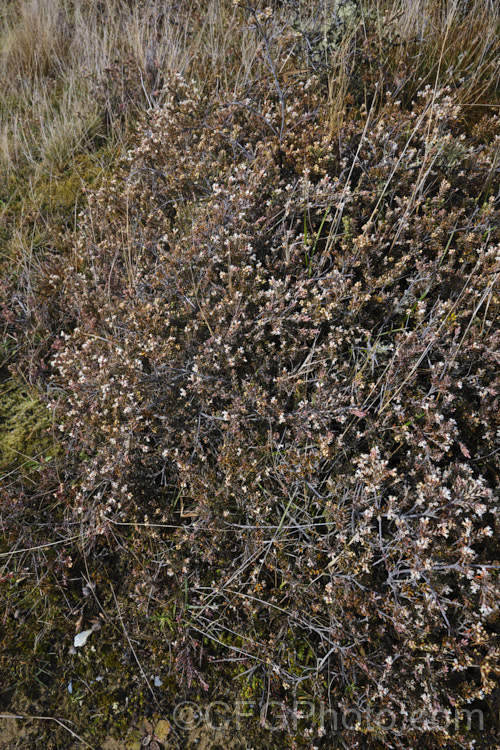 Mountain Heath (<i>Acrothamnus colensoi</i> [syns. <i>Leucopogon colensoi</i>, <i>Leucopogon suaveolens</i>, <i>Cyathodes colensoi</i>]), a New Zealand alpine, evergreen, summer-blooming, often near-prostrate shrub with small white flowers followed by red or sometimes white or pink berries. Order: Ericales, Family: Ericaceae