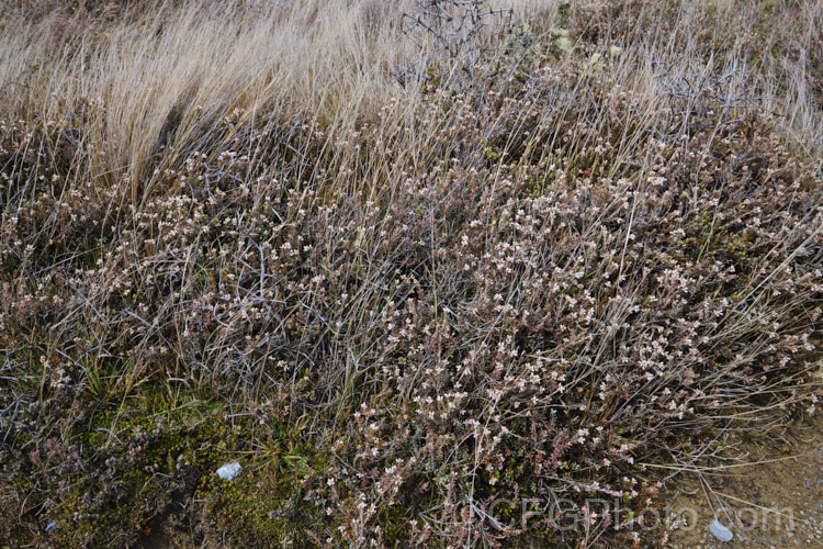 Mountain Heath (<i>Acrothamnus colensoi</i> [syns. <i>Leucopogon colensoi</i>, <i>Leucopogon suaveolens</i>, <i>Cyathodes colensoi</i>]), a New Zealand alpine, evergreen, summer-blooming, often near-prostrate shrub with small white flowers followed by red or sometimes white or pink berries. Order: Ericales, Family: Ericaceae