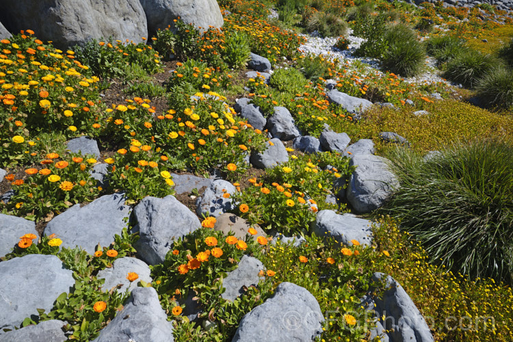 Pot. Marigold or Scotch Marigold (<i>Calendula officinalis</i>), an annual or short-lived perennial that flowers in winter and early spring. It has extensive herbal and medicinal uses. These naturalised examples were growing wild on the rocky coast at Kaikoura, New Zealand