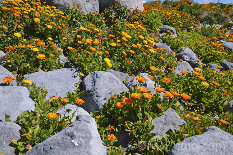 Pot. Marigold or Scotch Marigold (<i>Calendula officinalis</i>), an annual or short-lived perennial that flowers in winter and early spring. It has extensive herbal and medicinal uses. These naturalised examples were growing wild on the rocky coast at Kaikoura, New Zealand