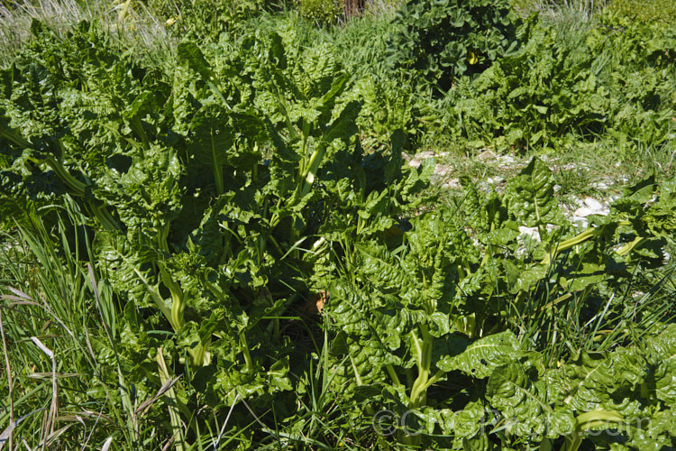 Chard, Swiss. Chard or Silver Beet (<i>Beta vulgaris subsp. cicla var. flavescens</i>) growing wild on the coast at Kaikoura, New Zealand Naturally a coastal plant, in gardens this vegetable is cultivated for its edible spinach-like foliage. Garden forms are available in a range of stem colours. beta-2601htm'>Beta. Order: Caryophyllales, Family: Amaranthaceae