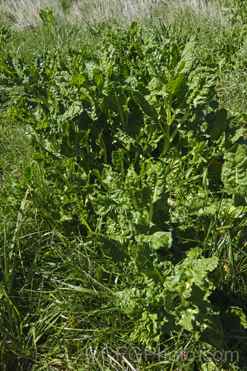 Chard, Swiss. Chard or Silver Beet (<i>Beta vulgaris subsp. cicla var. flavescens</i>) growing wild on the coast at Kaikoura, New Zealand Naturally a coastal plant, in gardens this vegetable is cultivated for its edible spinach-like foliage. Garden forms are available in a range of stem colours. beta-2601htm'>Beta. Order: Caryophyllales, Family: Amaranthaceae