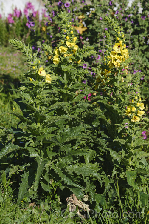 Twiggy. Mullein or Wand. Mullein (<i>Verbascum virgatum</i>), a western European biennial that has now become widely naturalised as a weed of waste ground. It forms a flat rosette of dark green foliage in its first season and develops a woody, yellow-flowered stem up to 15m tall in the second year. verbascum-3385htm'>Verbascum. <a href='scrophulariaceae-plant-family-photoshtml'>Scrophulariaceae</a>.