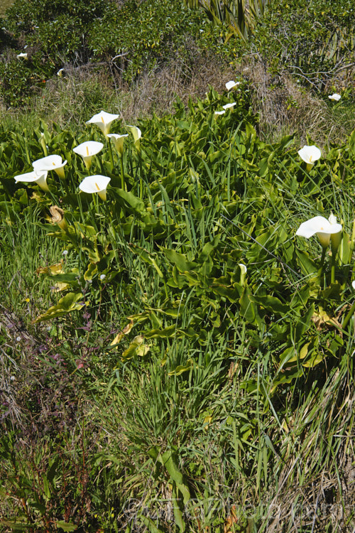 White Arum or Calla. Lily (<i>Zantedeschia aethiopica</i>), a South African perennial that grows to around 15m high with leaves to 40cm long. In mild climates, it is evergreen, flowers year-round, naturalises readily — as shown here — and can be highly invasive.