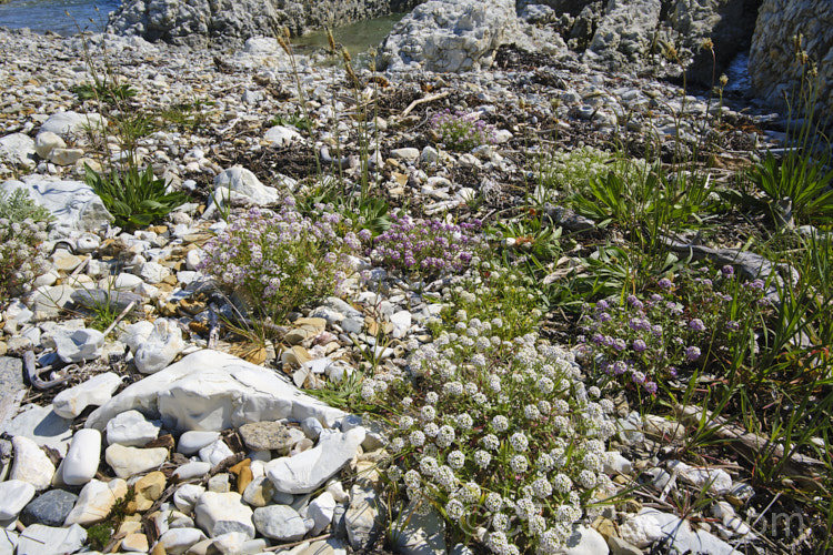 Sweet Alyssum (<i>Lobularia maritima [syn. Alyssum maritimum]) growing wild on the coast, as its specific epithet, maritima, suggests it should. This popular southern European perennial is often used as an annual for edging or spilling over banks. It self-sows and naturalises freely and can flower year-round in mild areas, though it is not particularly aggressive or invasive. lobularia-3102htm'>Lobularia. .