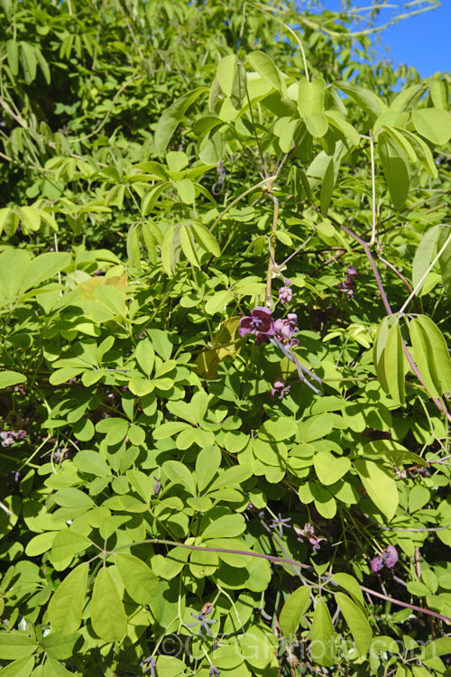 Chocolate. Vine (<i>Akebia quinata</i>), a near-evergreen, spring-flowering climber from China and Japan. The larger female flowers, which are vanilla-scented, are followed by purplish fruits. akebia-2273htm'>Akebia. <a href='lardizabalaceae-plant-family-photoshtml'>Lardizabalaceae</a>.