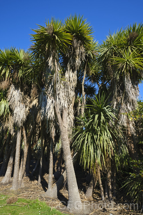 Cabbage Tree (<i>Cordyline australis</i>), the most common of several similar agave-like perennials endemic to New Zealand Inflorescences of cream flowers open in spring are followed in autumn by similarly coloured berry-like fruit. It is sometimes used as a substitute for palm trees in cool climates and for that reason is sometimes known as Cornish. Palm, though it is neither Cornish nor a palm.