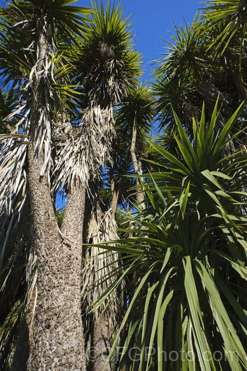 Cabbage Tree (<i>Cordyline australis</i>), the most common of several similar agave-like perennials endemic to New Zealand Inflorescences of cream flowers open in spring are followed in autumn by similarly coloured berry-like fruit. It is sometimes used as a substitute for palm trees in cool climates and for that reason is sometimes known as Cornish. Palm, though it is neither Cornish nor a palm.