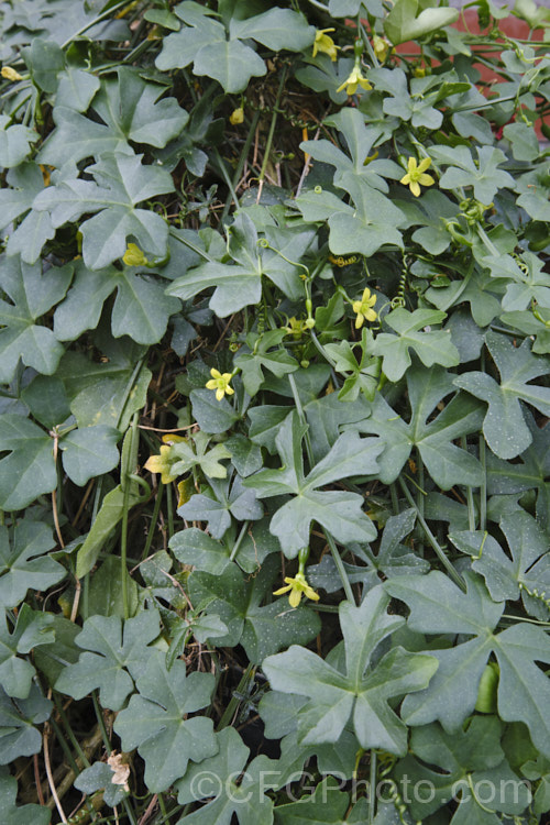 Baboon's Cucumber (<i>Kedrostis africana</i>), a succulent native to Namibia and South Africa. It has a greatly enlarged and thickened caudiciform rootstock that emerges from the ground. From this grow fine climbing stems with fleshy ivy-like leaves. Its small yellow flowers develop into small, rounded fruits that are orange when ripe. kedrostis-3504htm'>Kedrostis. <a href='cucurbitaceae-plant-family-photoshtml'>Cucurbitaceae</a>.