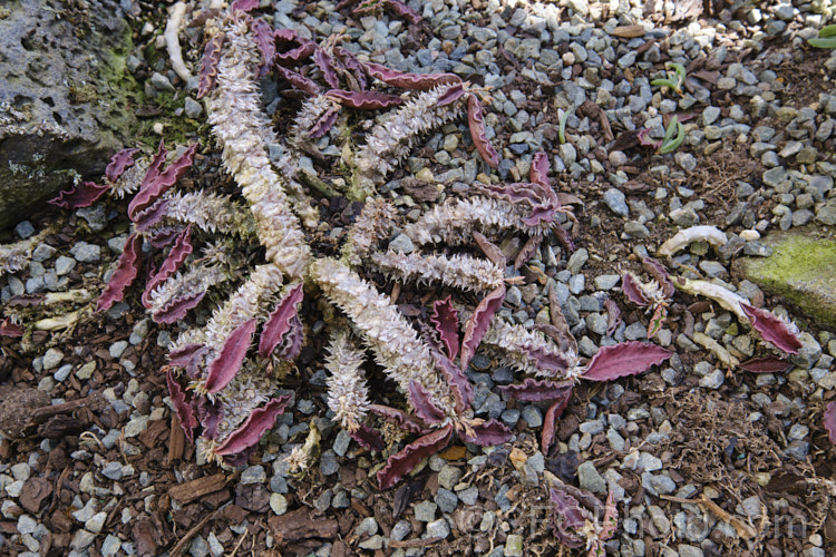 Euphorbia francoisii var. crassicaulis forma rubrifolia, a red-leafed from of a succulent-leaved caudiciform spurge native to Madagascar. Its leaves differ from the species not only in the colouration, but also in their wavy edges. The intensity of the leaf colour depend on the sun exposure - more sun leads to redder leaves. The plant may be upright, with a thickened base to the stem, or sprawling. The flower bract colour is similar to that of the leaves