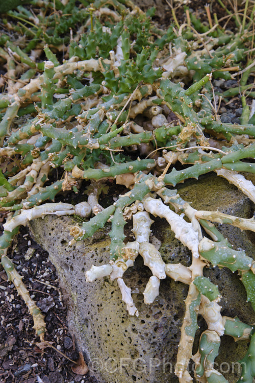 Bird's Foot. Euphorbia or Finger. Flowers (<i>Euphorbia ornithopus</i>), a low, spreading succulent-stemmed spurge native to Cape. Province, South Africa. The common name come from the 3-5-lobed extended involucral glands, which resemble tiny bird feet. The plant is typically leafless, its stems spreading across the ground in an irregular and often tangled fashion