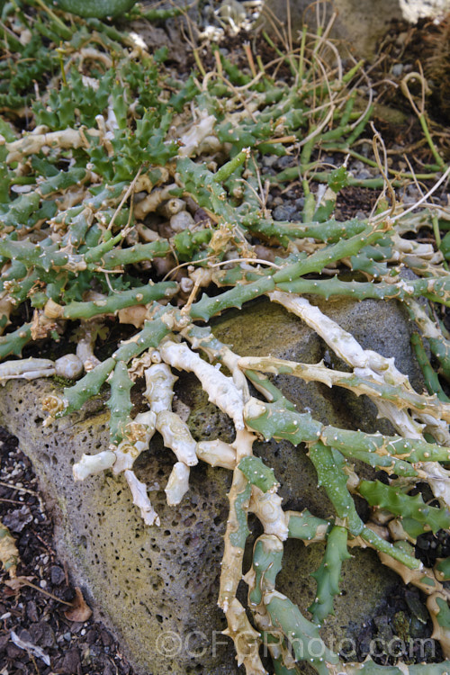 Bird's Foot. Euphorbia or Finger. Flowers (<i>Euphorbia ornithopus</i>), a low, spreading succulent-stemmed spurge native to Cape. Province, South Africa. The common name come from the 3-5-lobed extended involucral glands, which resemble tiny bird feet. The plant is typically leafless, its stems spreading across the ground in an irregular and often tangled fashion