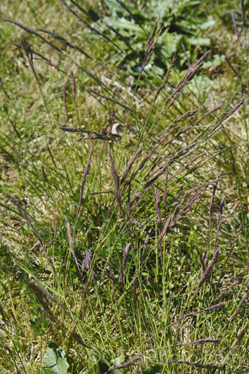 The developing flowerheads of Browntop, Redtop, Common bentgrass or Creeping Bentgrass (<i>Agrostis capillaris</i>), a rhizomatous and stoloniferous perennial grass native to Eurasia. Its fine texture and dense growth habit makes it a popular turf grass, especially for golf greens, but it does not tolerate heavy traffic or prolonged dry conditions, making it unsuitable for hard-wearing lawns. agrostis-3641htm'>Agrostis. .