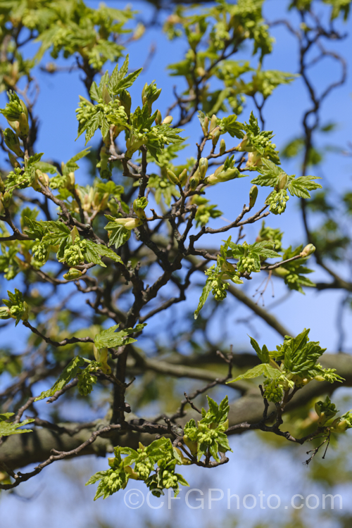 <i>Acer x durettii</i> (<i>Acer monspessulanum</i> x <i>Acer opalum</i>), a hybrid that was introduced in 1892. It is a deciduous, round-headed tree that grows to around 13m tall Its leaves are 3-lobed and it produces cream flowers in spring. Order: Sapindales, Family: Sapindaceae