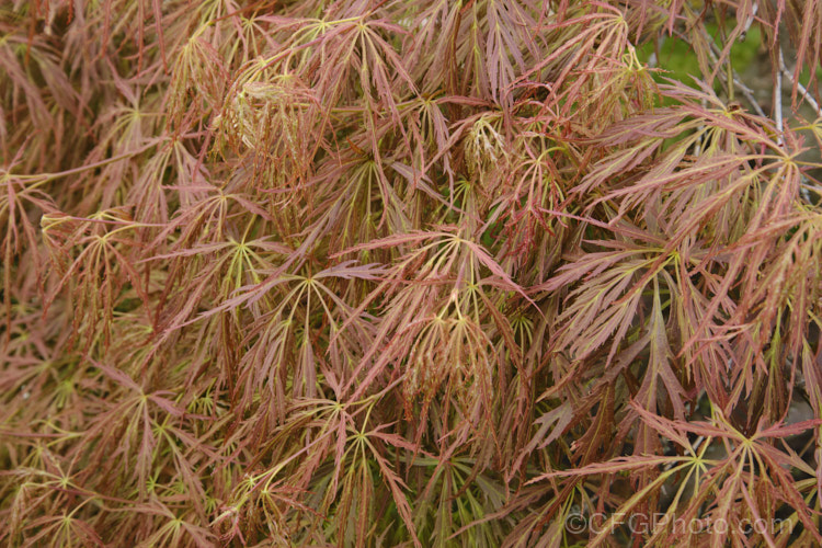 Bright Green Fine-leaved Japanese Maple (<i>Acer palmatum</i> 'Dissectum Ornatum'), a cultivar with very fresh bright green foliage that develops rich gold and orange tones in autumn. The leaves are broad and very finely divided. Order: Sapindales, Family: Sapindaceae