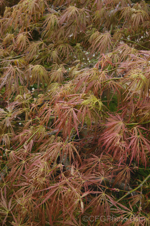 Bright Green Fine-leaved Japanese Maple (<i>Acer palmatum</i> 'Dissectum Ornatum'), a cultivar with very fresh bright green foliage that develops rich gold and orange tones in autumn. The leaves are broad and very finely divided. Order: Sapindales, Family: Sapindaceae