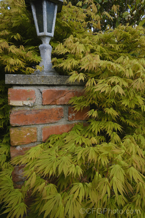 The graceful and delicate spring foliage of a Japanese Maple (<i>Acer palmatum</i>) cultivar. This widely cultivated, 8m tall, deciduous tree from Japan and Korea has given rise to many cultivated forms. Order: Sapindales, Family: Sapindaceae