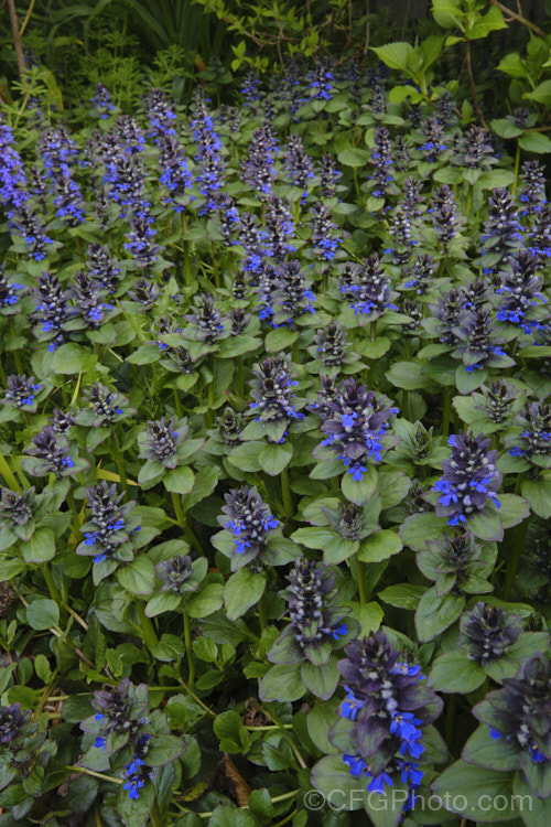 Ajuga reptans 'Catlin's Giant', a New Zealand -raised cultivar of the common bugle, a quick growing Eurasian ground cover perennial that flowers from spring into early summer. ajuga-2272htm'>Ajuga.