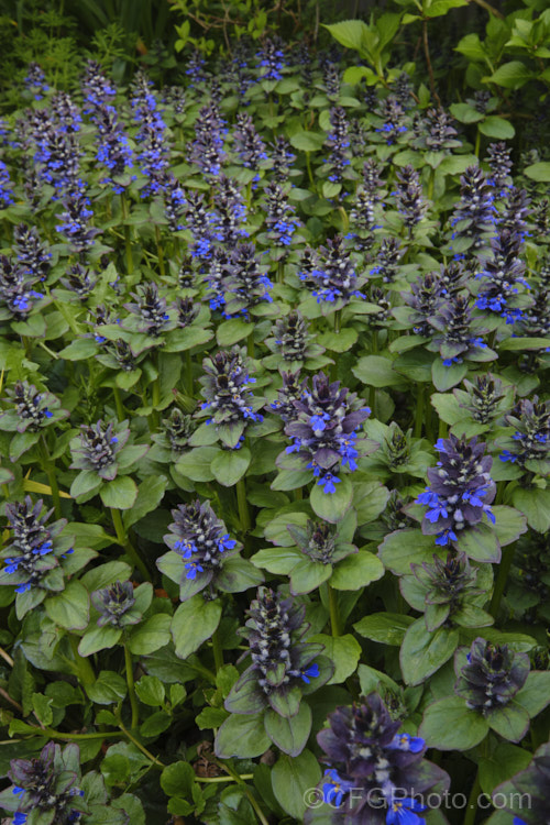 Ajuga reptans 'Catlin's Giant', a New Zealand -raised cultivar of the common bugle, a quick growing Eurasian ground cover perennial that flowers from spring into early summer. ajuga-2272htm'>Ajuga.