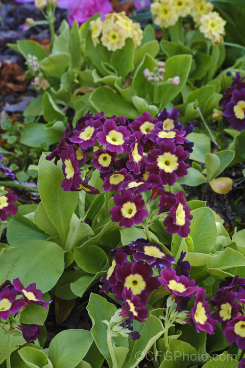 Auricula (<i>Primula auricula</i>), a spring-flowering perennial native to the European Alps, Carpathians and Apennines. Cultivated auriculas have flowers that are considerably larger than those of the species and they occur in a wide range of colours and patterns. The auricula attained its greatest popularity in 19th century. England.