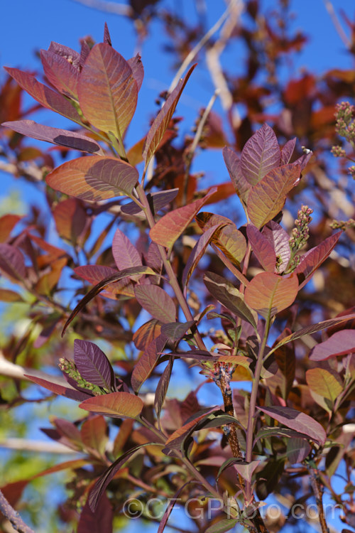 The young foliage and developing flower buds of Cotinus coggygria 'Royal Purple', the darkest-leaved cultivar of this Eurasian deciduous shrub or small tree commonly known as the smoke bush. The autumn foliage is deep red.