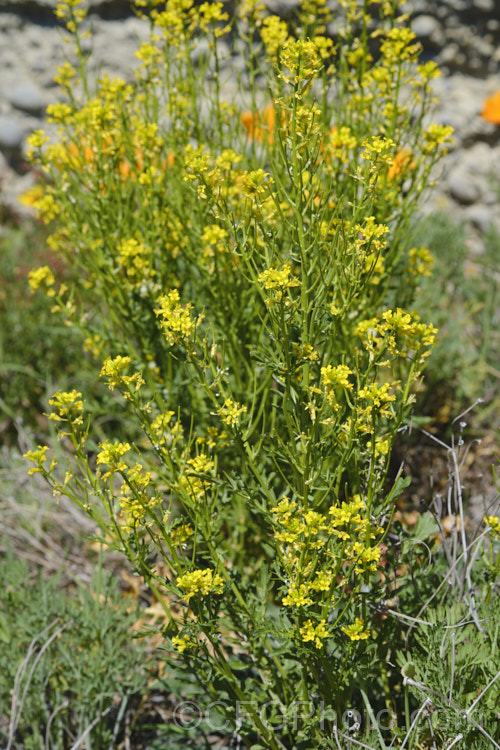 Bitter Wintercress (<i>Barbarea intermedia</i>), an erect, spring-flowering biennial found naturally in North Africa and Europe, and now widely naturalised in the temperate to subtropical zones. Usually occurring on disturbed ground, it is considered to be a relatively minor weed of arable crops. barbarea-3623htm'>Barbarea. .