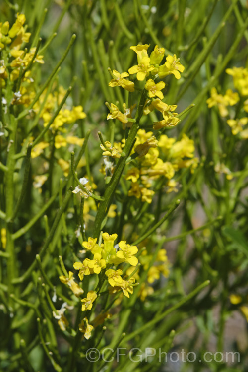 Bitter Wintercress (<i>Barbarea intermedia</i>), an erect, spring-flowering biennial found naturally in North Africa and Europe, and now widely naturalised in the temperate to subtropical zones. Usually occurring on disturbed ground, it is considered to be a relatively minor weed of arable crops. barbarea-3623htm'>Barbarea. .