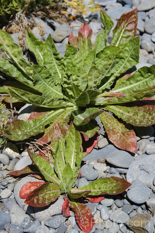 Basal foliage of the Large-flowered Evening Primrose (<i>Oenothera glazioviana</i>), a 15-2m tall summer-flowering biennial originally native to northwestern Europe but now widely naturalised through most of the temperate to subtropical zones. It prefers to grow in gravelly soils, such as riverbeds and has naturalised in many areas, especially in gravelly soils, such as the riverbeds of the eastern South Island of New Zealand, where this image was taken. oenothera-3186htm'>Oenothera. <a href='onagraceae-plant-family-photoshtml'>Onagraceae</a>.