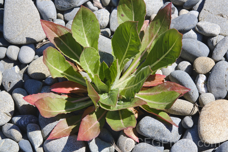 Basal foliage of the Large-flowered Evening Primrose (<i>Oenothera glazioviana</i>), a 15-2m tall summer-flowering biennial originally native to northwestern Europe but now widely naturalised through most of the temperate to subtropical zones. It prefers to grow in gravelly soils, such as riverbeds and has naturalised in many areas, especially in gravelly soils, such as the riverbeds of the eastern South Island of New Zealand, where this image was taken. oenothera-3186htm'>Oenothera. <a href='onagraceae-plant-family-photoshtml'>Onagraceae</a>.