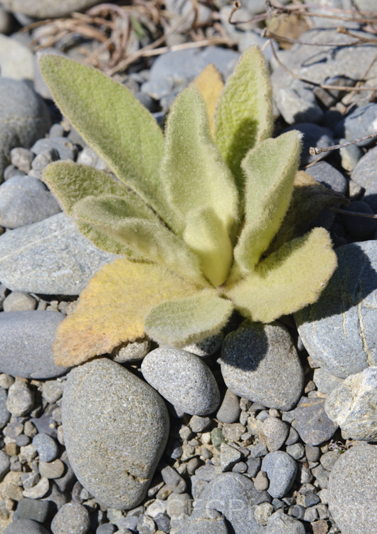 A seedling of Aaron's Rod (<i>Verbascum thapsus</i>), a Eurasian biennial that in its second year develops a flower spike up to 2m tall It has become widely naturalised and is now considered a weed in many areas, though as it tends to thrive only on poor ground, it is usually tolerated. verbascum-3385htm'>Verbascum. <a href='scrophulariaceae-plant-family-photoshtml'>Scrophulariaceae</a>.