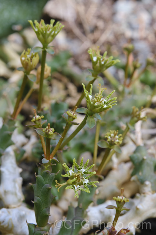 Bird's Foot. Euphorbia or Finger. Flowers (<i>Euphorbia ornithopus</i>), a low, spreading succulent-stemmed spurge native to Cape. Province, South Africa. The common name come from the 3-5-lobed extended involucral glands, which resemble tiny bird feet. The plant is typically leafless, its stems spreading across the ground in an irregular and often tangled fashion