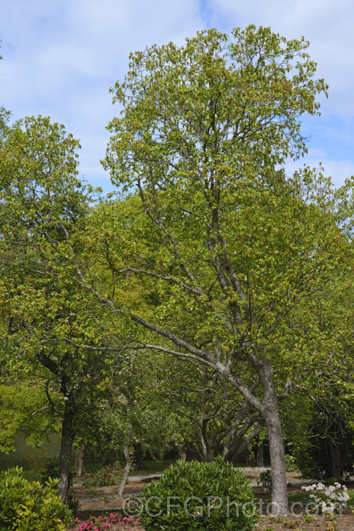 The Monarch. Birch (<i>Betula maximowicziana</i>) in spring. This open-crowned deciduous tree, up to 30m tall, native to Japan. Its peeling bark is often a warm orange-brown tone when young and can be lustrous. The leaves can be over 12cm long and the male catkins are long and conspicuous. betula-2077htm'>Betula. <a href='betulaceae-plant-family-photoshtml'>Betulaceae</a>.