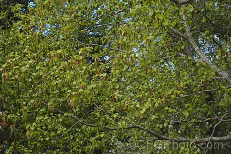 The Monarch. Birch (<i>Betula maximowicziana</i>) in spring. This open-crowned deciduous tree, up to 30m tall, native to Japan. Its peeling bark is often a warm orange-brown tone when young and can be lustrous. The leaves can be over 12cm long and the male catkins are long and conspicuous. betula-2077htm'>Betula. <a href='betulaceae-plant-family-photoshtml'>Betulaceae</a>.