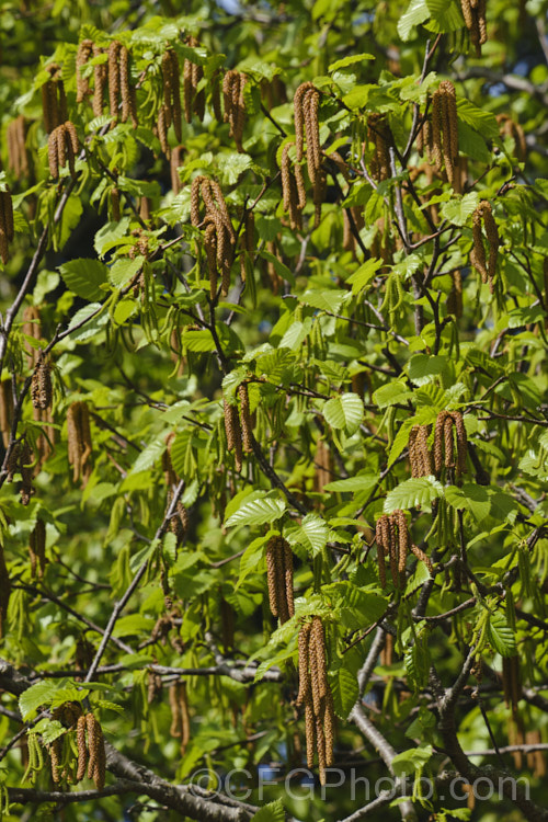 The Monarch. Birch (<i>Betula maximowicziana</i>) in spring. This open-crowned deciduous tree, up to 30m tall, native to Japan. Its peeling bark is often a warm orange-brown tone when young and can be lustrous. The leaves can be over 12cm long and the male catkins are long and conspicuous. betula-2077htm'>Betula. <a href='betulaceae-plant-family-photoshtml'>Betulaceae</a>.