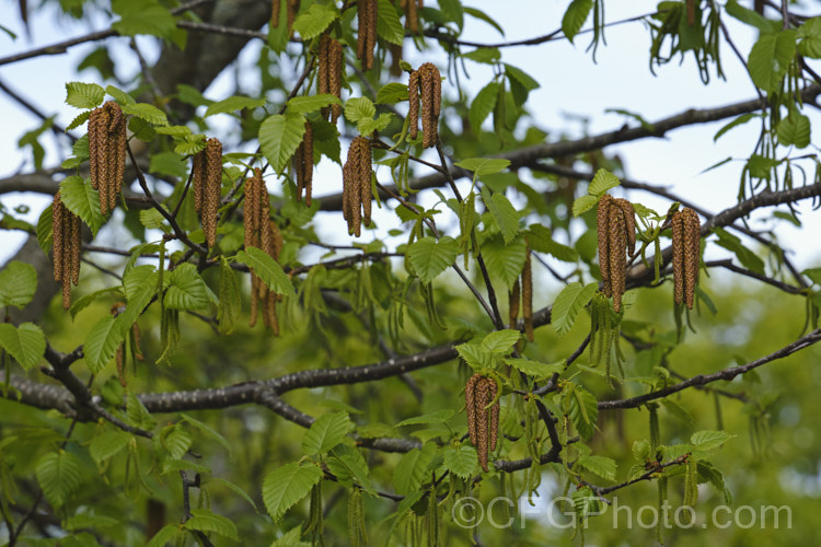 The Monarch. Birch (<i>Betula maximowicziana</i>) in spring. This open-crowned deciduous tree, up to 30m tall, native to Japan. Its peeling bark is often a warm orange-brown tone when young and can be lustrous. The leaves can be over 12cm long and the male catkins are long and conspicuous. betula-2077htm'>Betula. <a href='betulaceae-plant-family-photoshtml'>Betulaceae</a>.