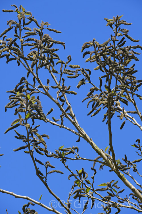 The flower catkins of Paper. Mulberry (<i>Broussonetia papyrifera</i>), a deciduous shrub or tree to 15m tall. Native to Japan and China, it has catkin flowers and orange-red fruit. The fibres of the inner bark are used to make fine paper. The leaves of young plants may be a simple broad lance shape. This sometimes lasts into adulthood, but most mature trees have foliage with three very distinctive lobes. broussonetia-2609htm'>Broussonetia. Order: Rosales, Family: Moraceae