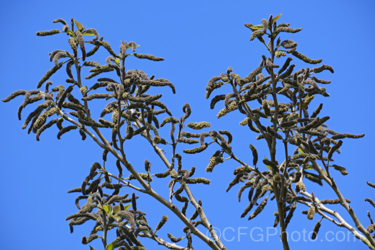 The flower catkins of Paper. Mulberry (<i>Broussonetia papyrifera</i>), a deciduous shrub or tree to 15m tall. Native to Japan and China, it has catkin flowers and orange-red fruit. The fibres of the inner bark are used to make fine paper. The leaves of young plants may be a simple broad lance shape. This sometimes lasts into adulthood, but most mature trees have foliage with three very distinctive lobes. broussonetia-2609htm'>Broussonetia. Order: Rosales, Family: Moraceae