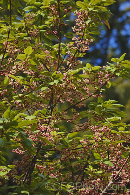 Wineberry or Makomako (<i>Aristotelia serrata</i>), an evergreen, 3-9m tall, spring-flowering tree native to New Zealand. The heads of small cherry red flowers open in spring and are followed on female trees by dark red to black berries. Order: Oxidales, Family: Elaeocarpaceae