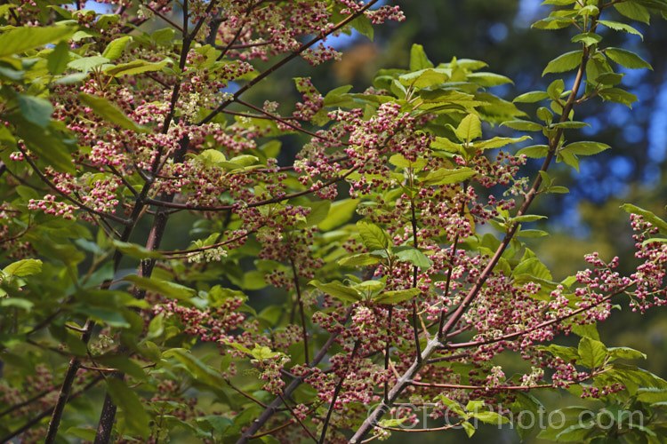 Wineberry or Makomako (<i>Aristotelia serrata</i>), an evergreen, 3-9m tall, spring-flowering tree native to New Zealand. The heads of small cherry red flowers open in spring and are followed on female trees by dark red to black berries. Order: Oxidales, Family: Elaeocarpaceae